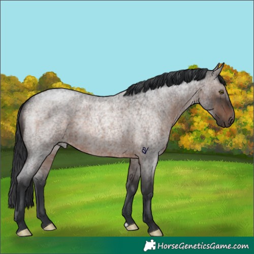Horse Color:Brown Roan Rabicano 