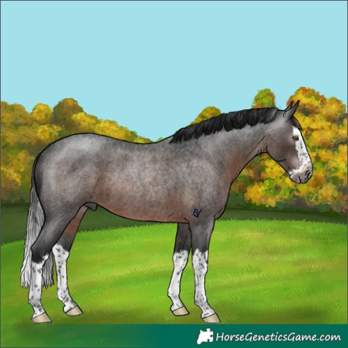 Horse Color:Gray Brown Roan Splash Rabicano 