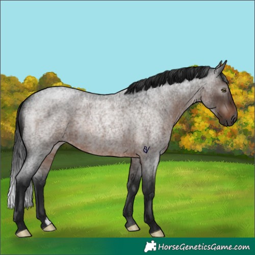 Horse Color:Gray Brown Roan Rabicano 