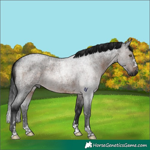 Horse Color:Gray Brown Roan Rabicano 