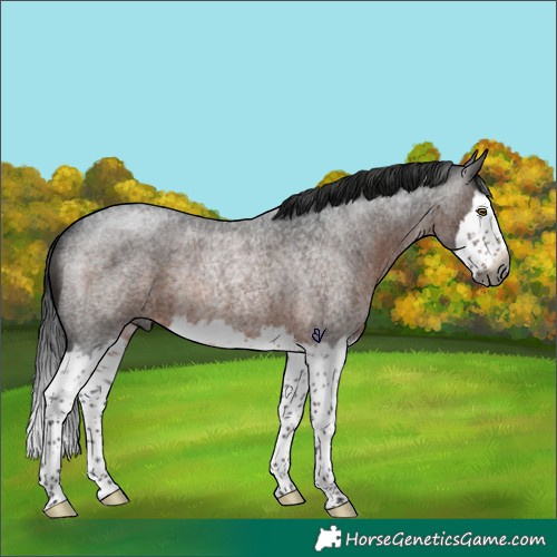 Horse Color:Gray Brown Roan Splash Rabicano 
