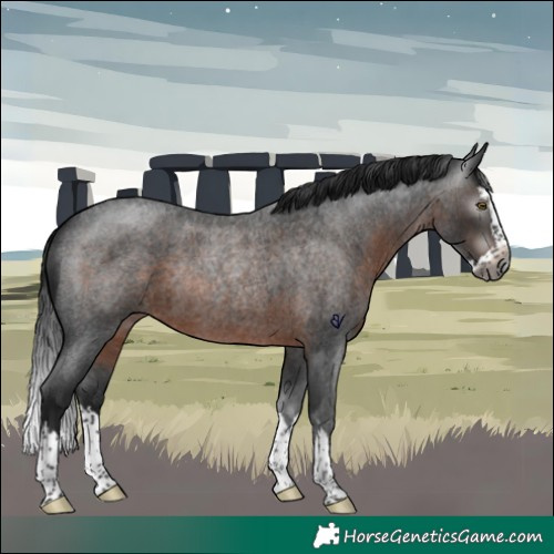 Horse Color:Gray Brown Roan Splash Rabicano 