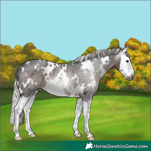 Horse Color:Gray White Spotted Silver Brown Roan Splash Rabicano 
