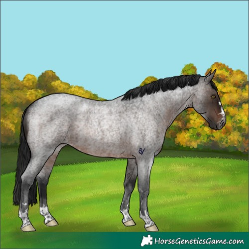 Horse Color:Gray Brown Roan Rabicano 
