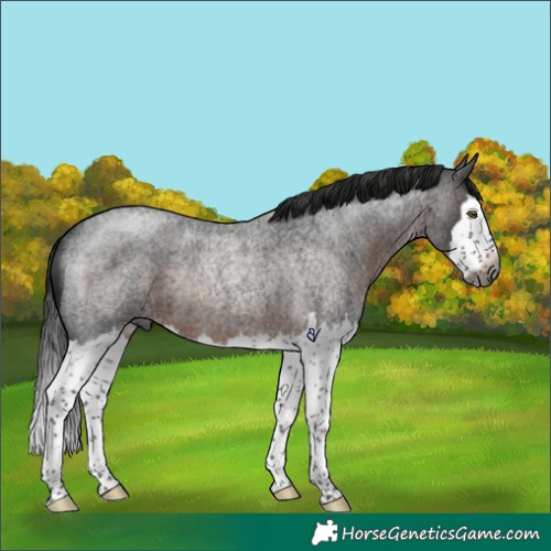 Horse Color:Gray Brown Roan Splash Rabicano 