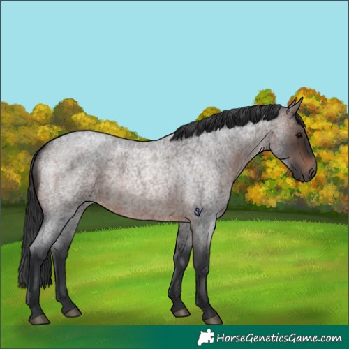 Horse Color:Brown Roan Rabicano 