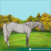 Horse Color:Silver Blue Roan Sabino 