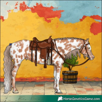 Horse Color:Gold Champagne Appaloosa  and Gold Champagne Splash Appaloosa 