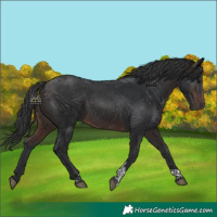 Horse Color:Brown Tobiano 