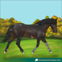 Horse Color:Brown Tobiano Rabicano