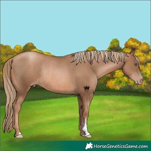 Horse Color:Liver Chestnut Pearl Rabicano 