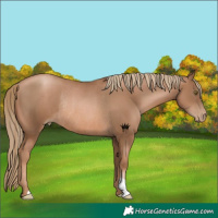 Horse Color:Liver Chestnut Pearl Rabicano 