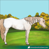 Horse Color:Red Roan Appaloosa 
