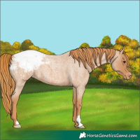 Horse Color:Red Roan Snowcap 