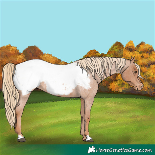 Horse Color:Red Roan Near Fewspot 