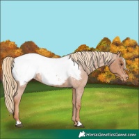 Horse Color:Red Roan Near Fewspot 