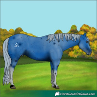 Horse Color:ERROR: UNKNOWN ANOMALY
