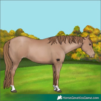Horse Color:Black Pearl 
