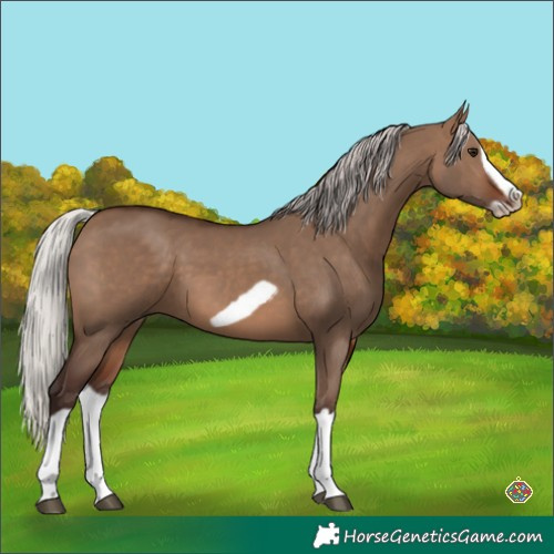 Horse Color:Silver Brown Dun Splash Frame