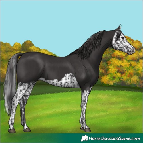Horse Color:Smoky Black  and Smoky Black Splash 