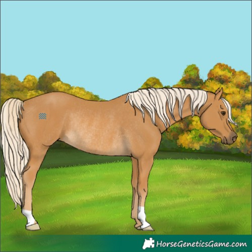 Horse Color:Palomino Rabicano 