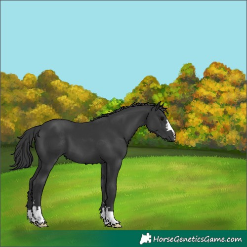 Horse Color:Black 