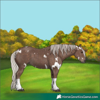 Horse Color:White Spotted Silver Black Tobiano 
