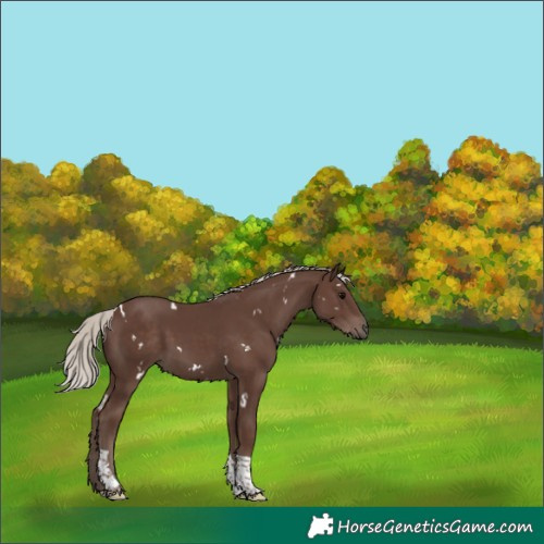 Horse Color:White Spotted Silver Black Tobiano 