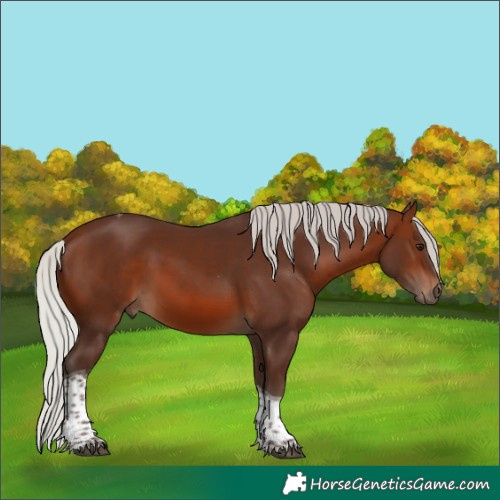Horse Color:Silver Brown Tobiano 