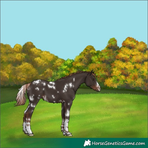 Horse Color:White Spotted Liver Chestnut 