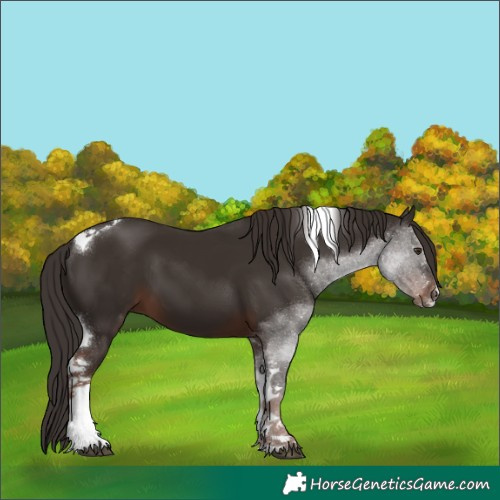 Horse Color:White Spotted Liver Chestnut Tobiano 