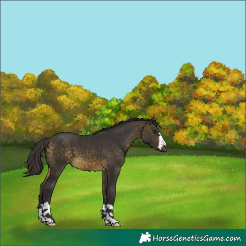 Horse Color:Buckskin 