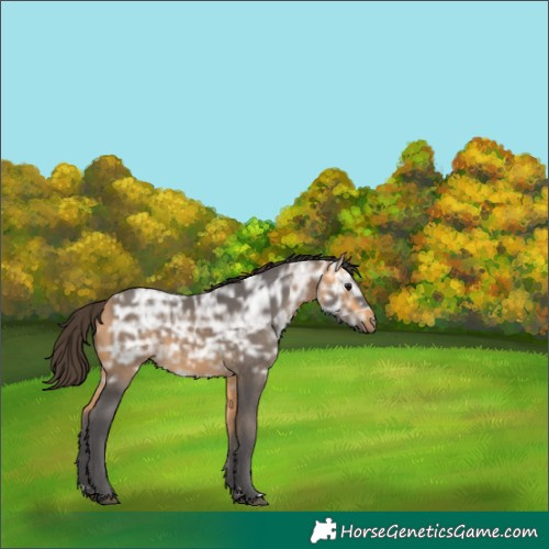 Horse Color:Buckskin Ice 