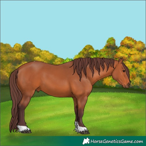 Horse Color:Chocolate Bay Tobiano 