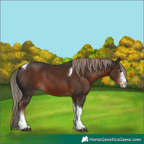 Horse Color:Liver Chestnut Sabino Tobiano 
