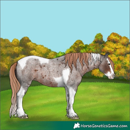 Horse Color:Liver Red Roan Splash Tobiano