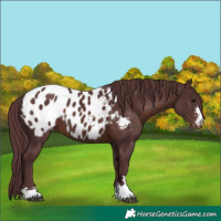 Horse Color:Chocolate Brown Appaloosa 