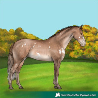 Horse Color:White Spotted Brown Pearl 