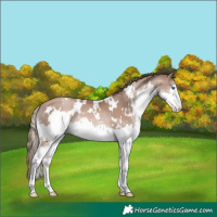 Horse Color:White Spotted Black Pearl Splash 