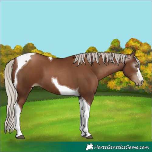 Horse Color:Gray Silver Black Pearl Tobiano 