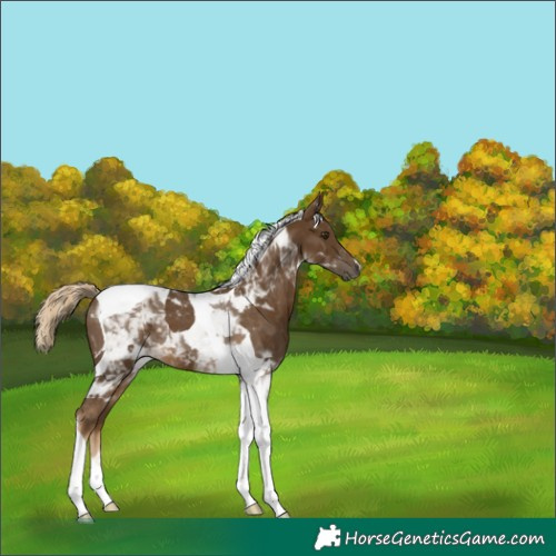 Horse Color:Chocolate Palomino Tobiano 