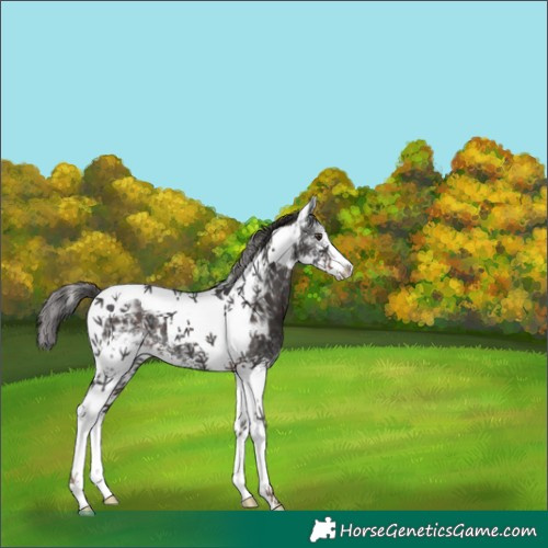 Horse Color:White Spotted Liver Chestnut Tobiano 