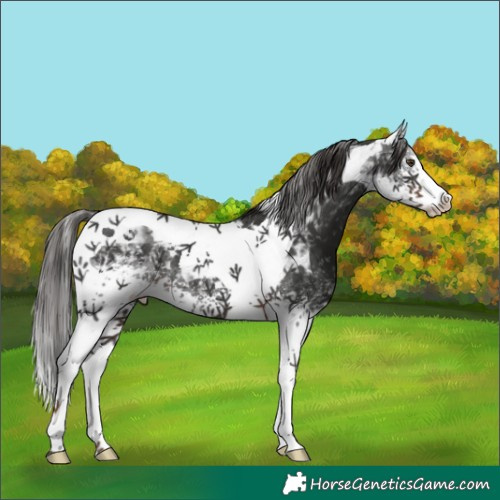 Horse Color:White Spotted Liver Chestnut Tobiano 