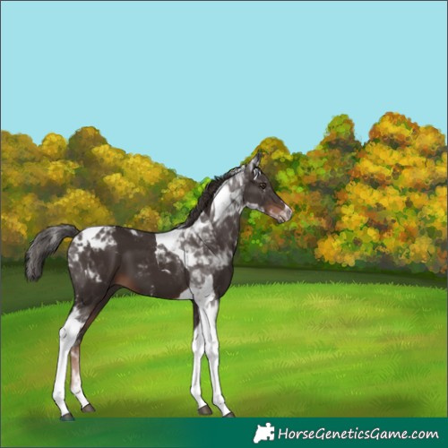 Horse Color:Liver Chestnut Tobiano 