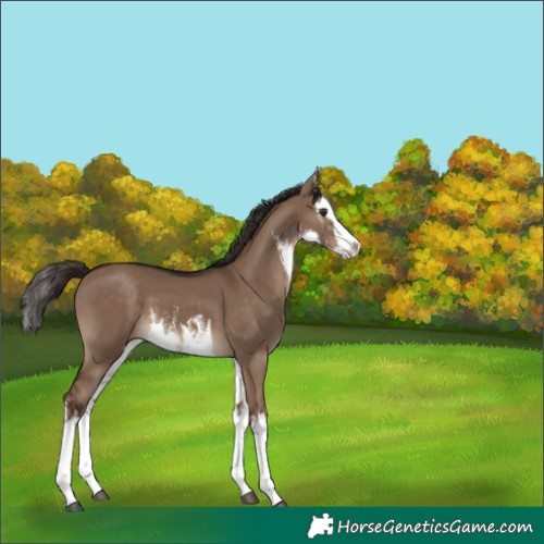 Horse Color:White Spotted Liver Red Dun Splash 