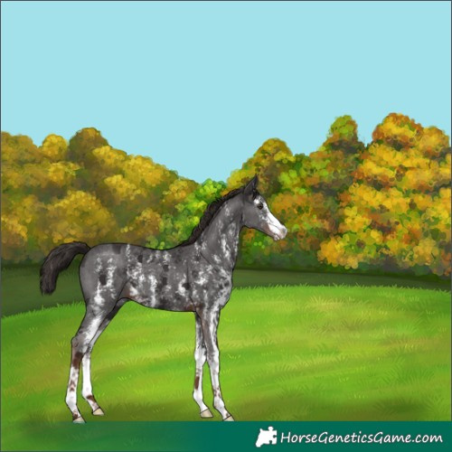 Horse Color:Liver Chestnut Sabino 