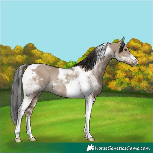 Horse Color:Liver Red Dun Tobiano Rabicano 