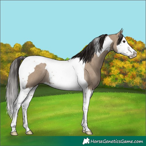 Horse Color:White Spotted Liver Red Dun Splash Tobiano Rabicano 
