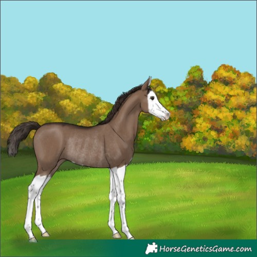 Horse Color:Liver Red Dun Splash Rabicano 