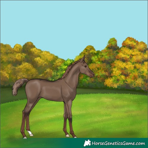 Horse Color:Liver Red Dun 